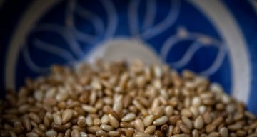 10 reasons to include sesame in your diet
