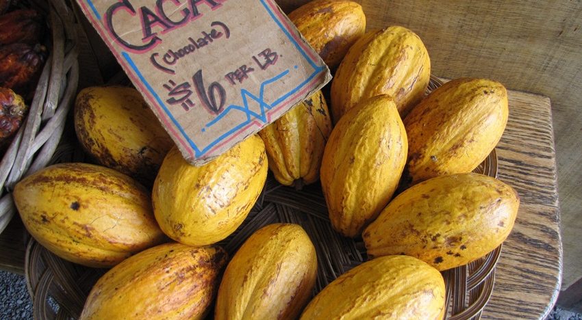 Why cacao is good for you