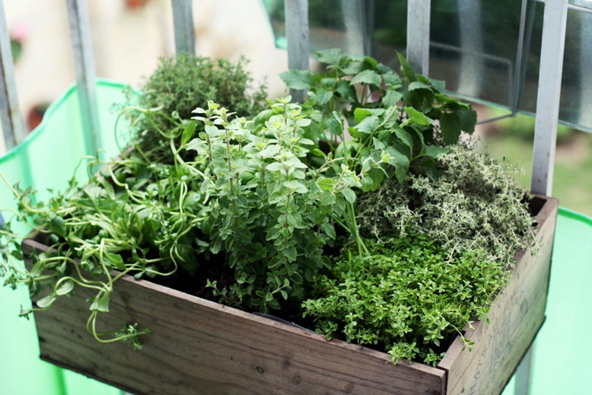 herb garden by Suzette