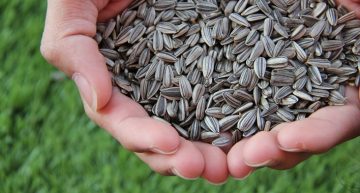 Why you should include seeds in your diet