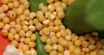 You should consider millet if you’re looking to eat healthy