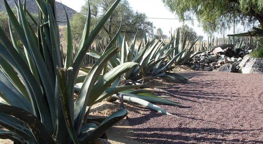 What is agave nectar and why it is no better than sugar