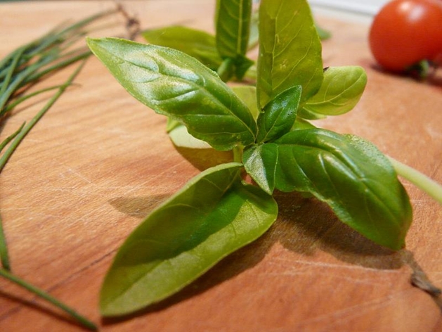 basil - Overduebook, Flickr