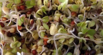 Easy ways to include sprouts in your diet
