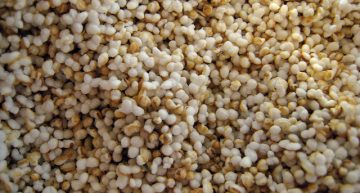 Watch: Amaranth seeds done four ways