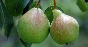 Why pear is good for you