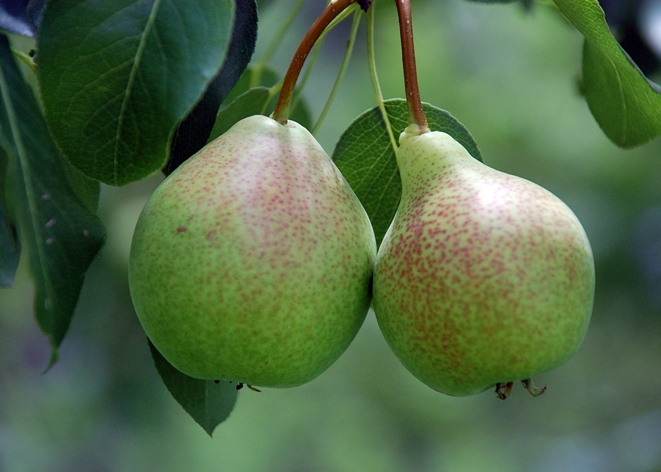 pear - Lena, Flickr